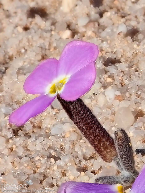Malcolmia triloba - Flor (close-up) | Miguel Porto; CC BY-NC 4.0
