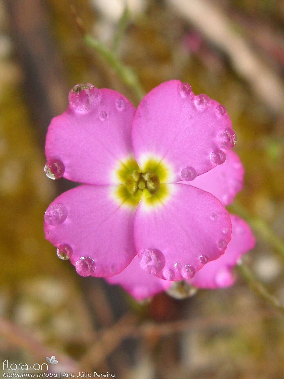 Malcolmia triloba - Flor (close-up) | Ana Júlia Pereira; CC BY-NC 4.0