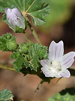 Malva neglecta