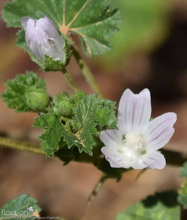 Malva neglecta - Flor (close-up) | Francisco Clamote; CC BY-NC 4.0