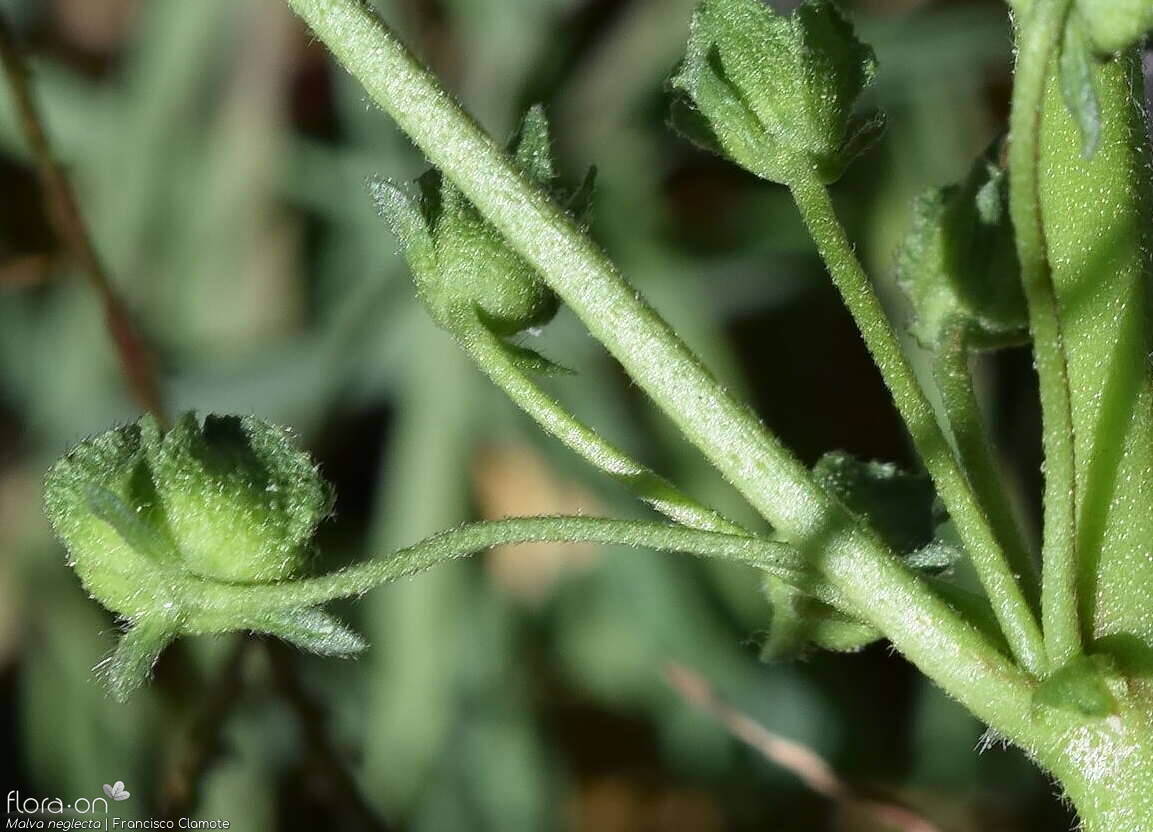 Malva neglecta - Cálice | Francisco Clamote; CC BY-NC 4.0