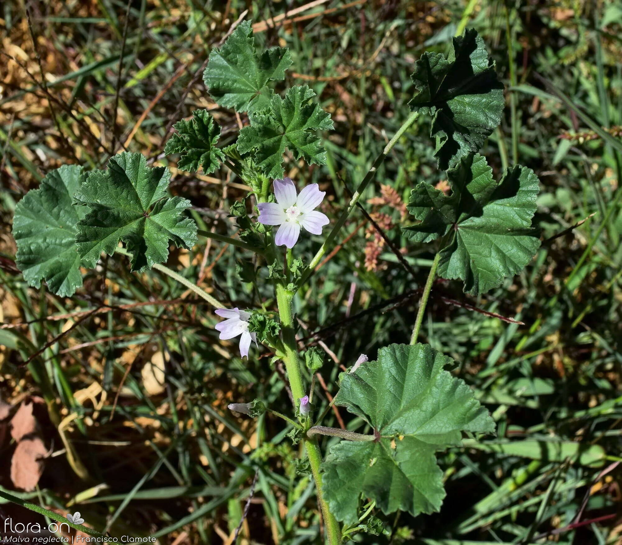 Malva neglecta - Flor (geral) | Francisco Clamote; CC BY-NC 4.0