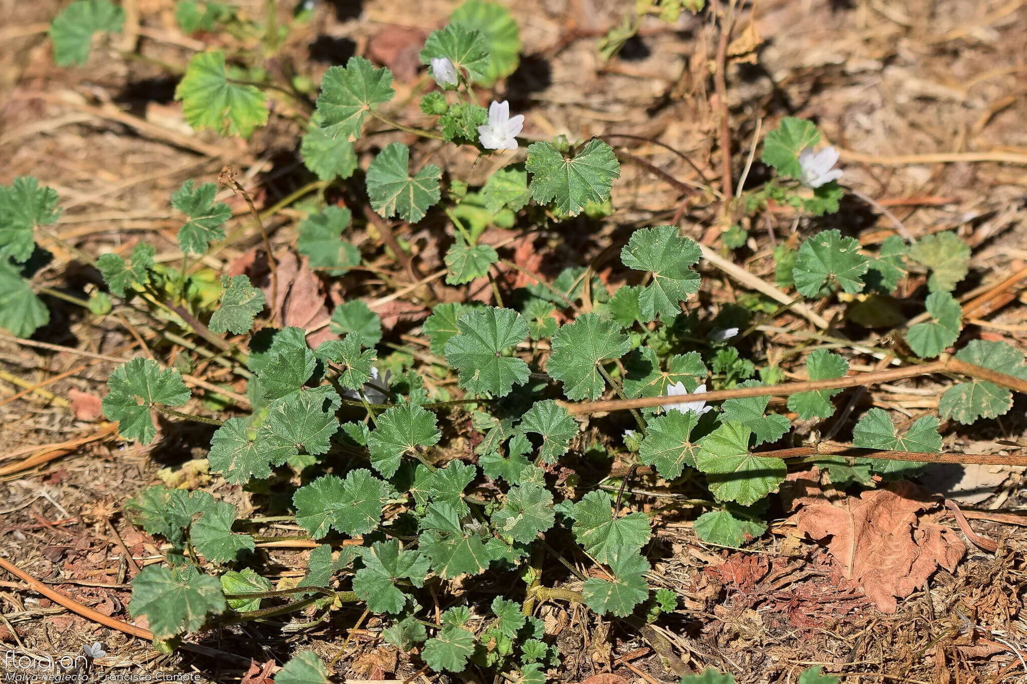 Malva neglecta - Hábito | Francisco Clamote; CC BY-NC 4.0