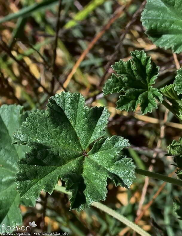 Malva neglecta - Folha | Francisco Clamote; CC BY-NC 4.0