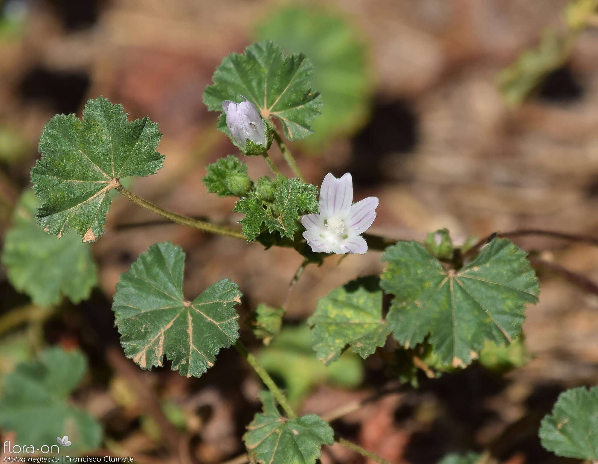 Malva neglecta - Flor (geral) | Francisco Clamote; CC BY-NC 4.0