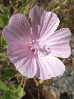 Malvaceae