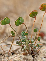 Marsilea strigosa