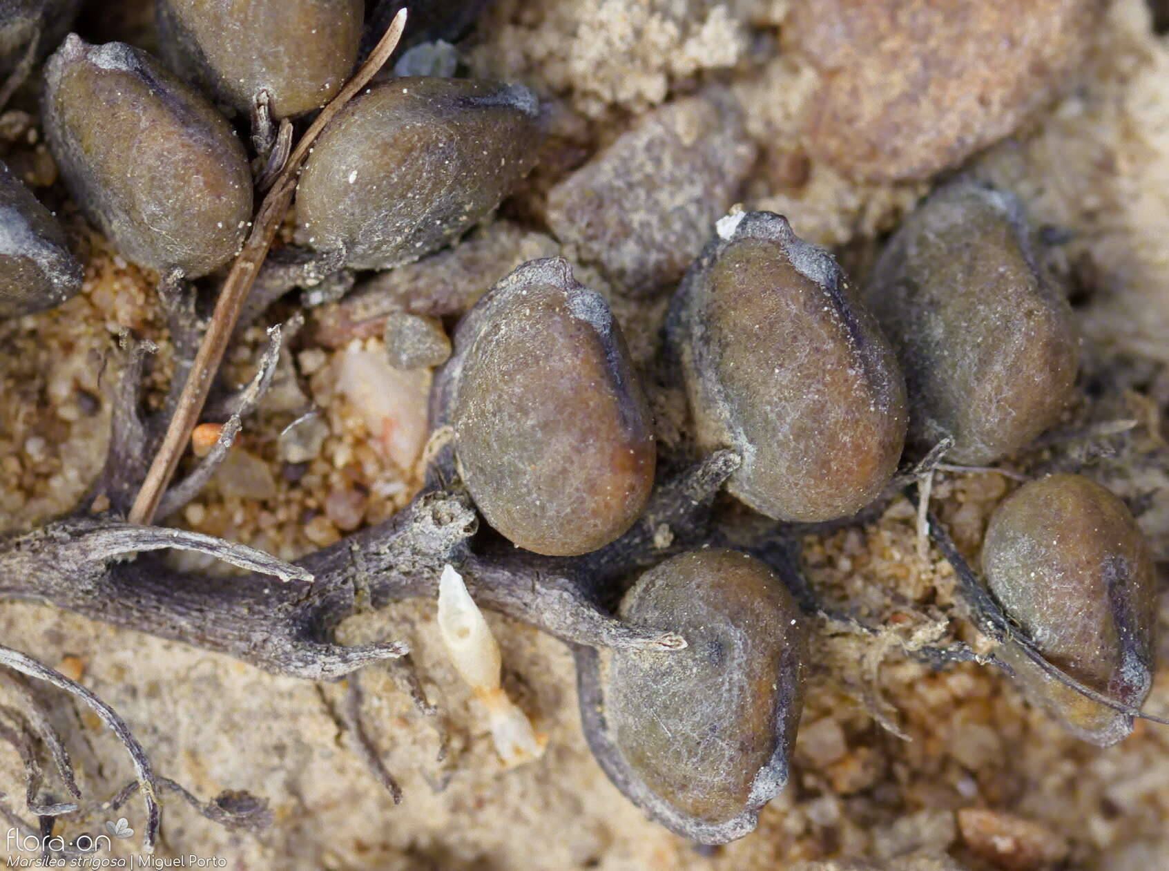 Marsilea strigosa - Estruturas reprodutoras | Miguel Porto; CC BY-NC 4.0