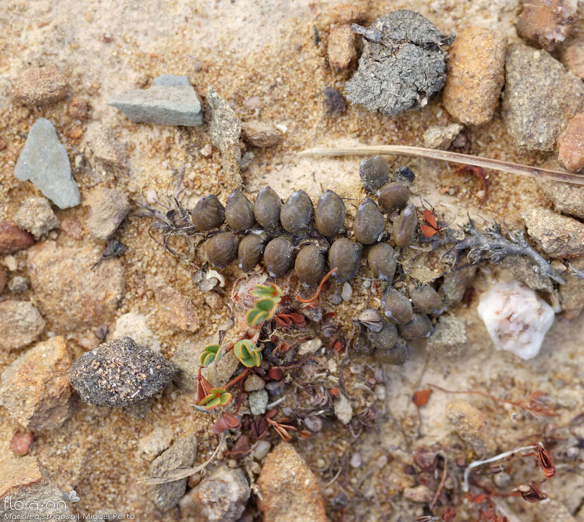 Marsilea strigosa - Estruturas reprodutoras | Miguel Porto; CC BY-NC 4.0