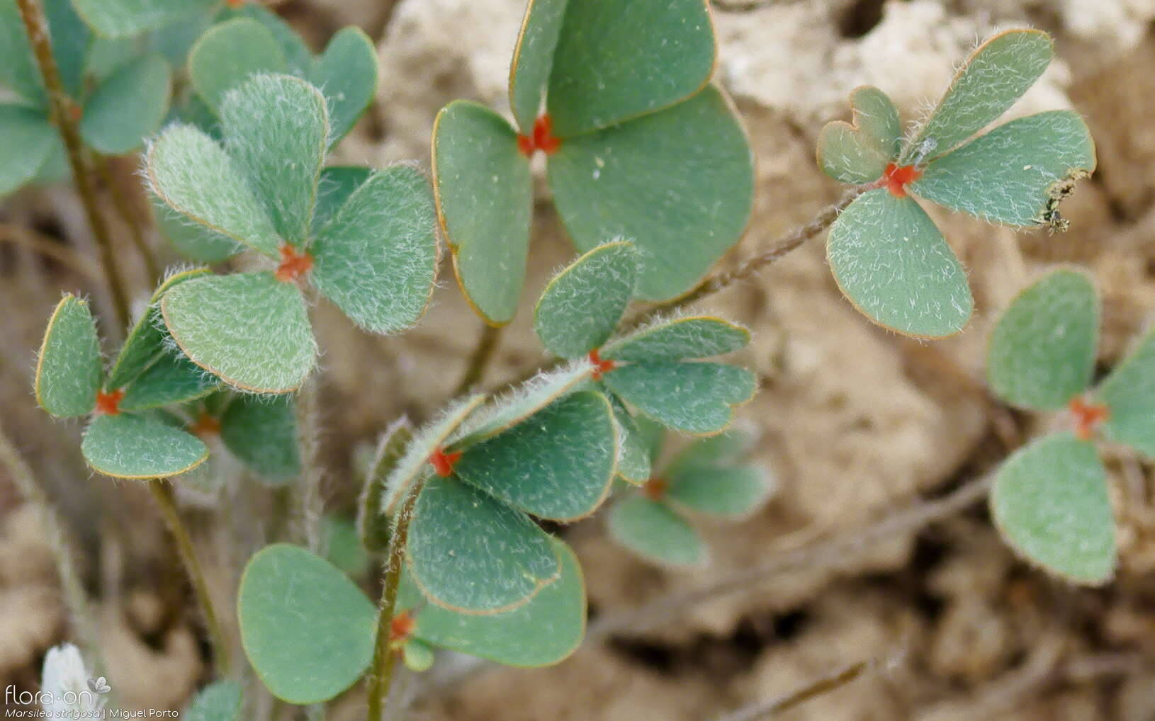 Marsilea strigosa - Folha | Miguel Porto; CC BY-NC 4.0