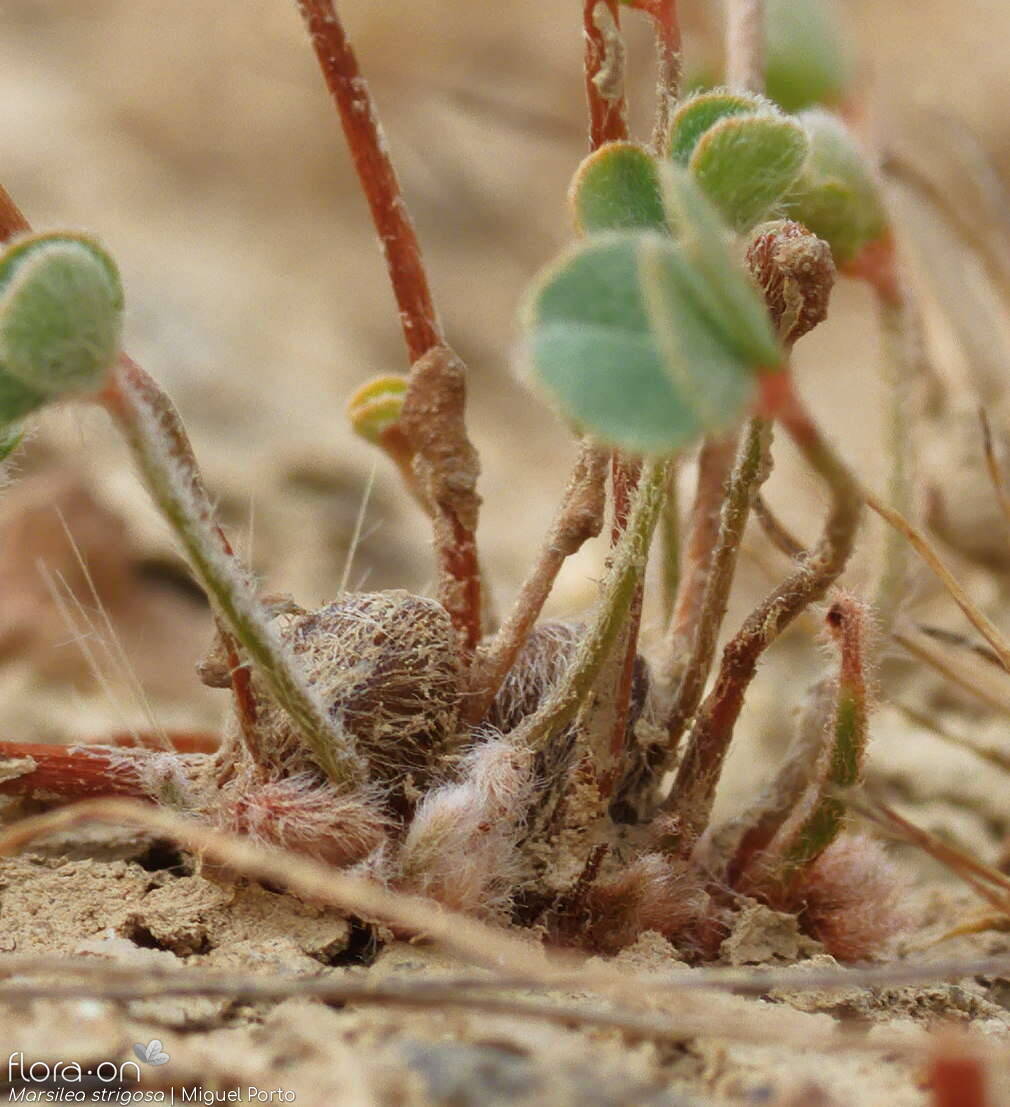 Marsilea strigosa - Estruturas reprodutoras | Miguel Porto; CC BY-NC 4.0