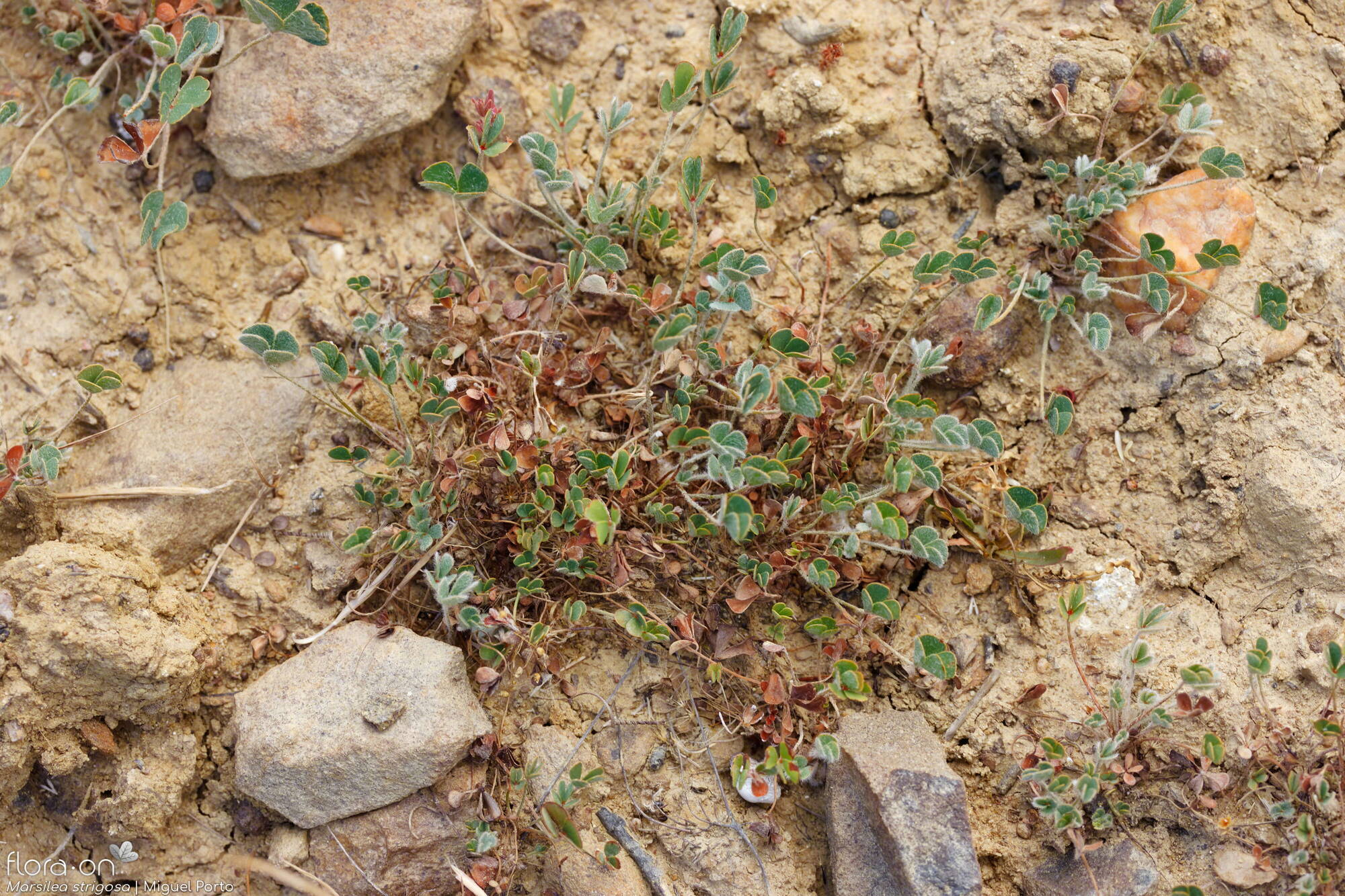 Marsilea strigosa - Hábito | Miguel Porto; CC BY-NC 4.0