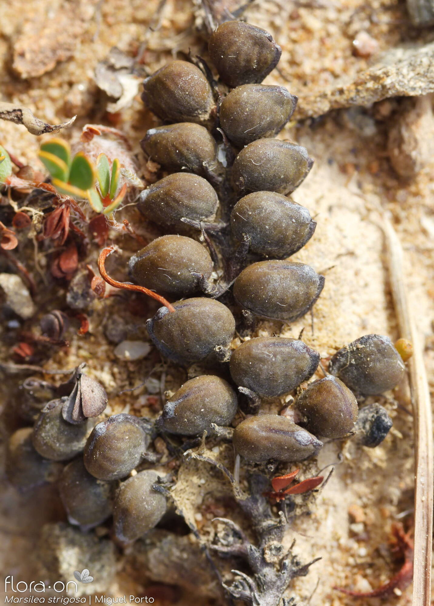 Marsilea strigosa - Estruturas reprodutoras | Miguel Porto; CC BY-NC 4.0