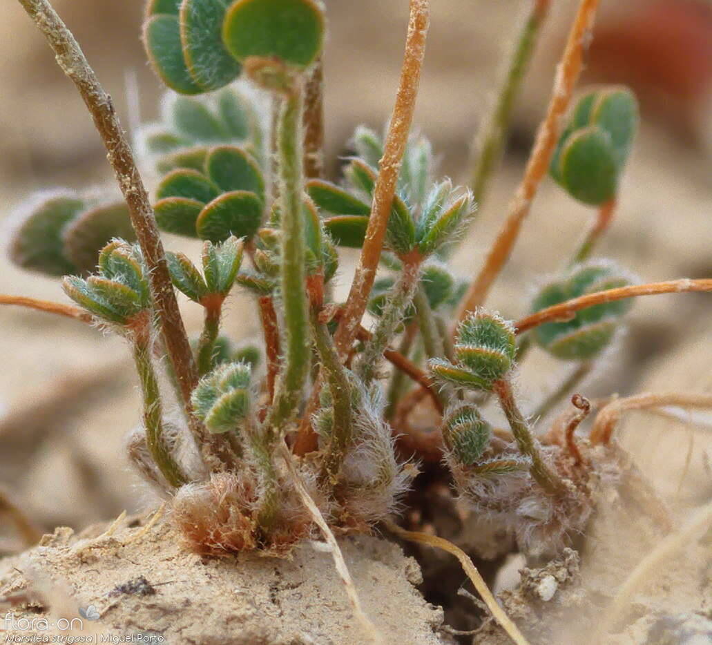 Marsilea strigosa - Estruturas reprodutoras | Miguel Porto; CC BY-NC 4.0