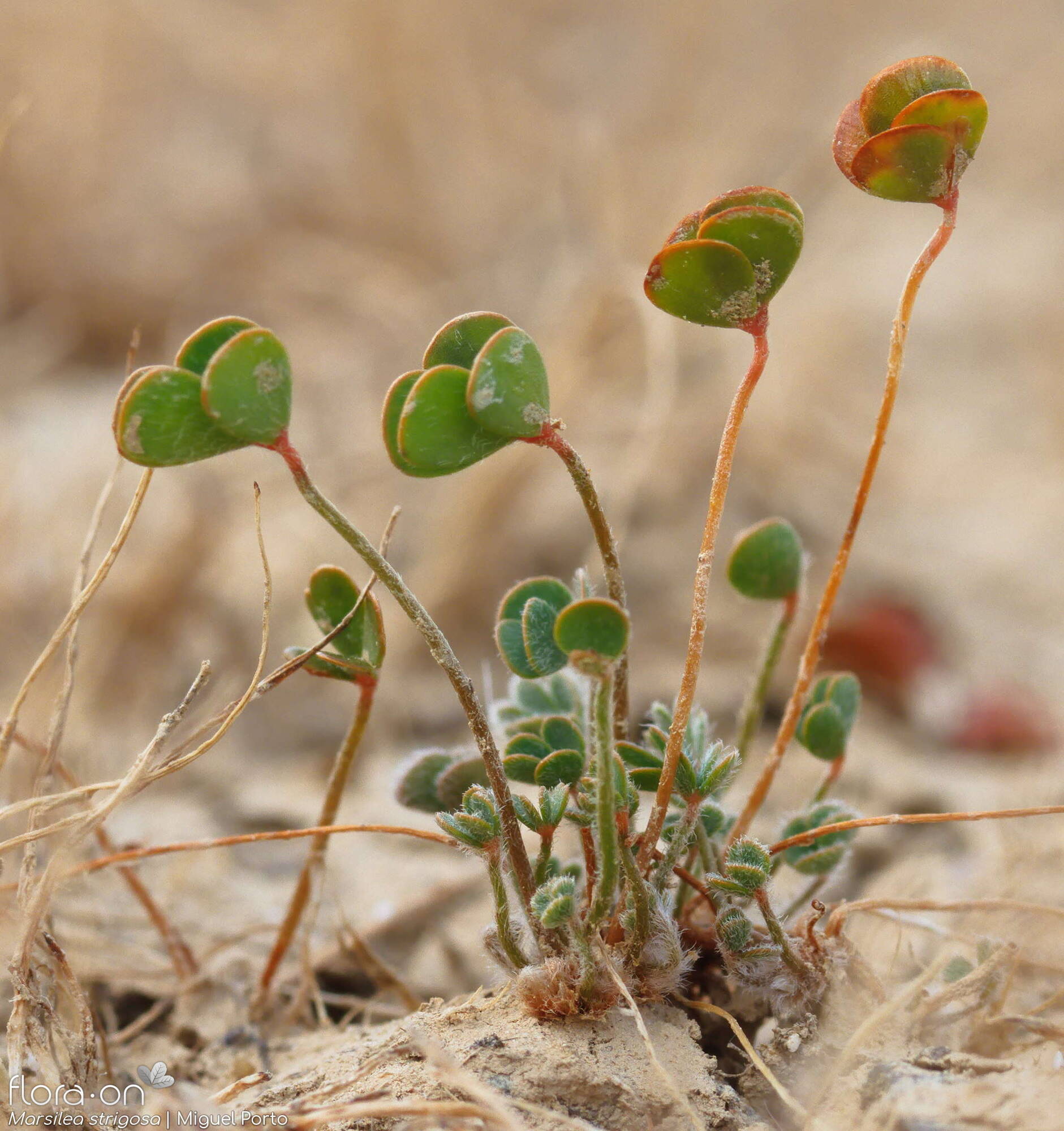 Marsilea strigosa - Hábito | Miguel Porto; CC BY-NC 4.0