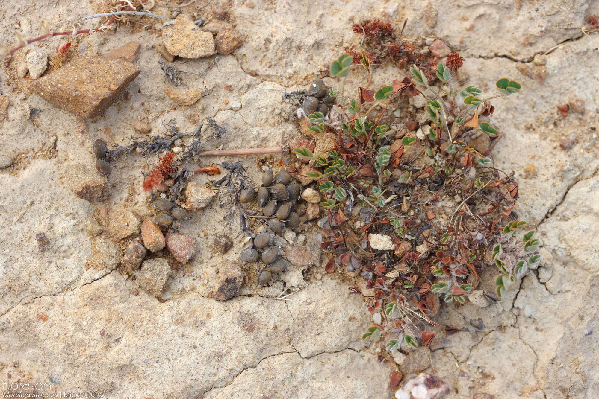 Marsilea strigosa - Estruturas reprodutoras | Miguel Porto; CC BY-NC 4.0