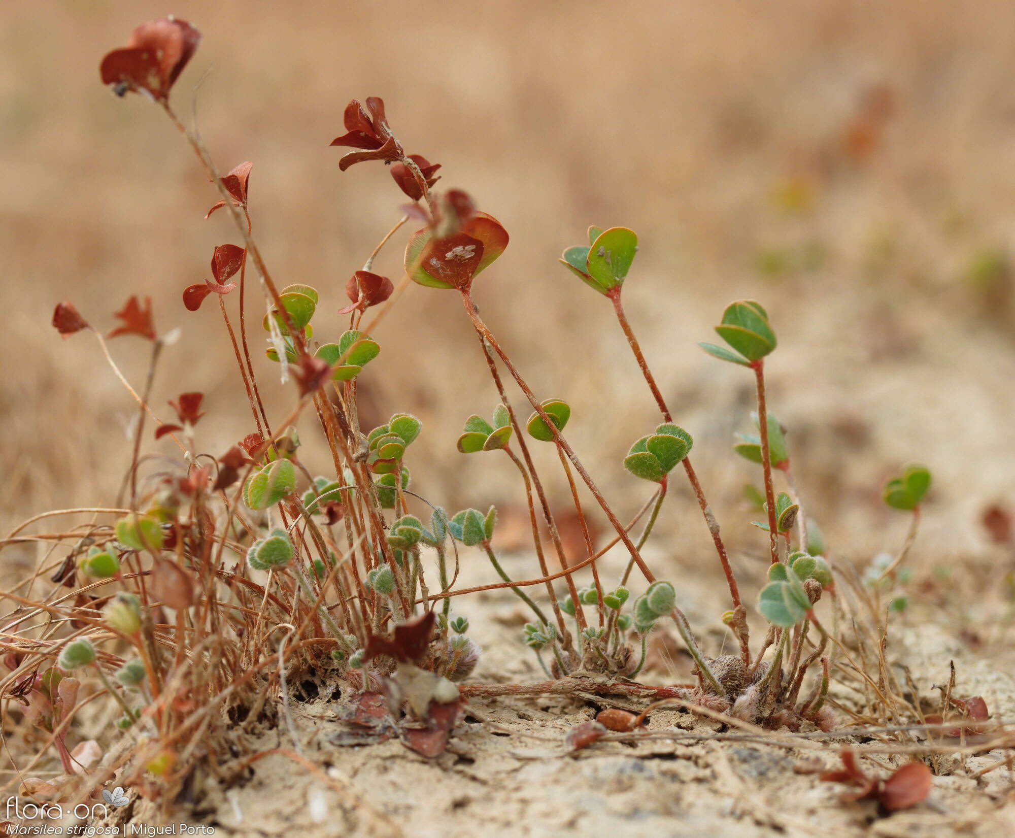 Marsilea strigosa - Hábito | Miguel Porto; CC BY-NC 4.0