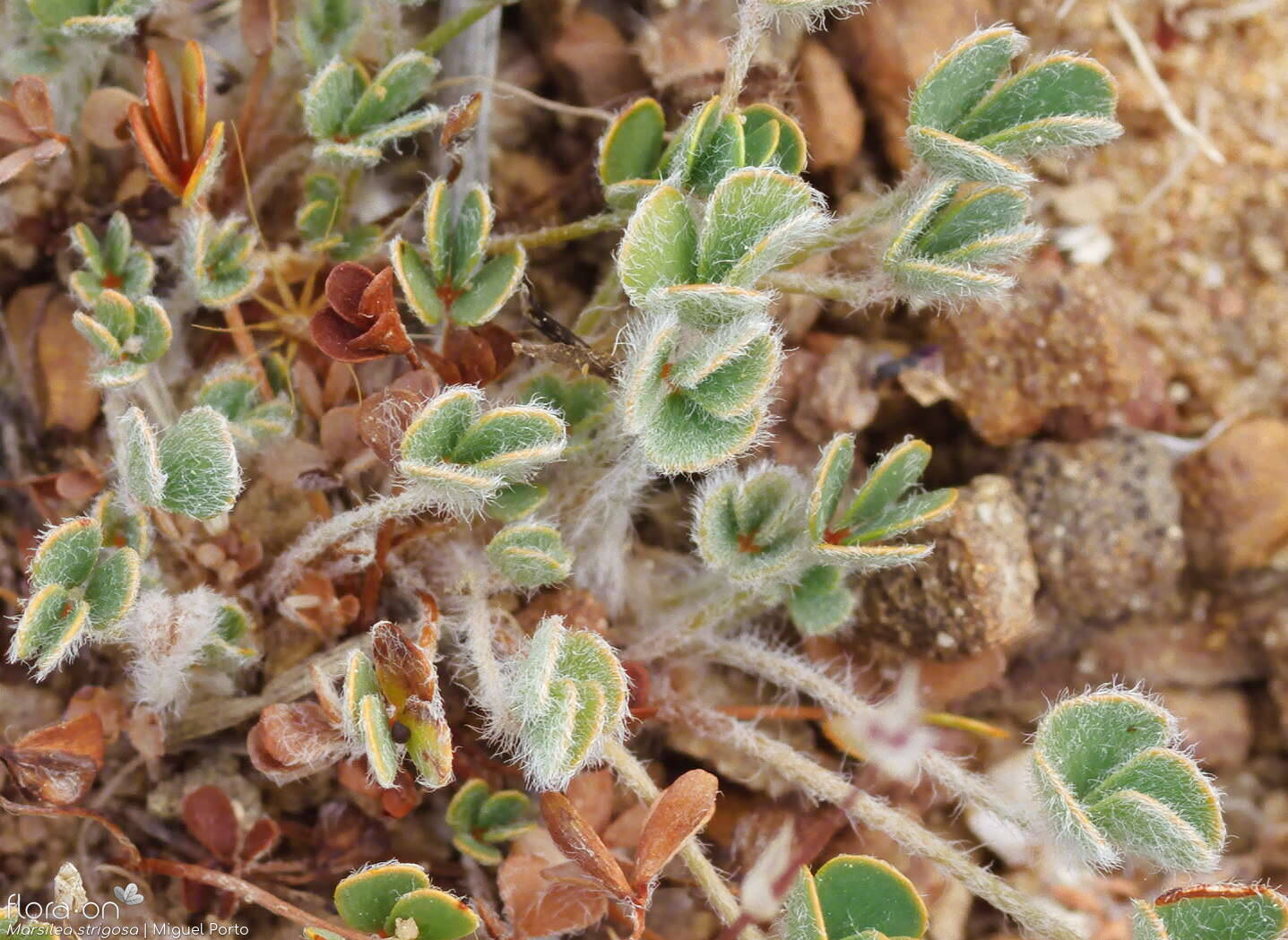 Marsilea strigosa - Folha | Miguel Porto; CC BY-NC 4.0