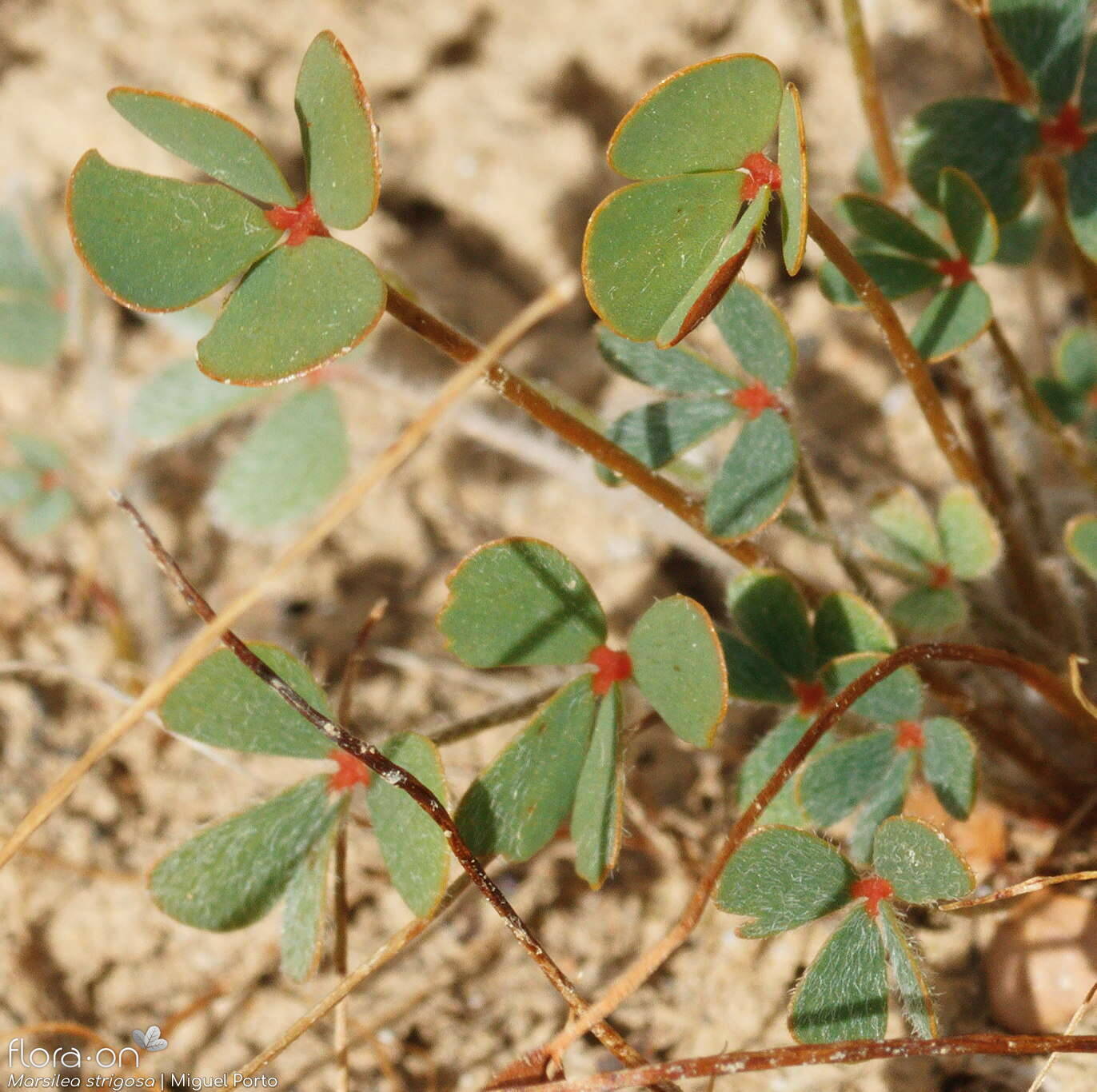 Marsilea strigosa - Folha | Miguel Porto; CC BY-NC 4.0