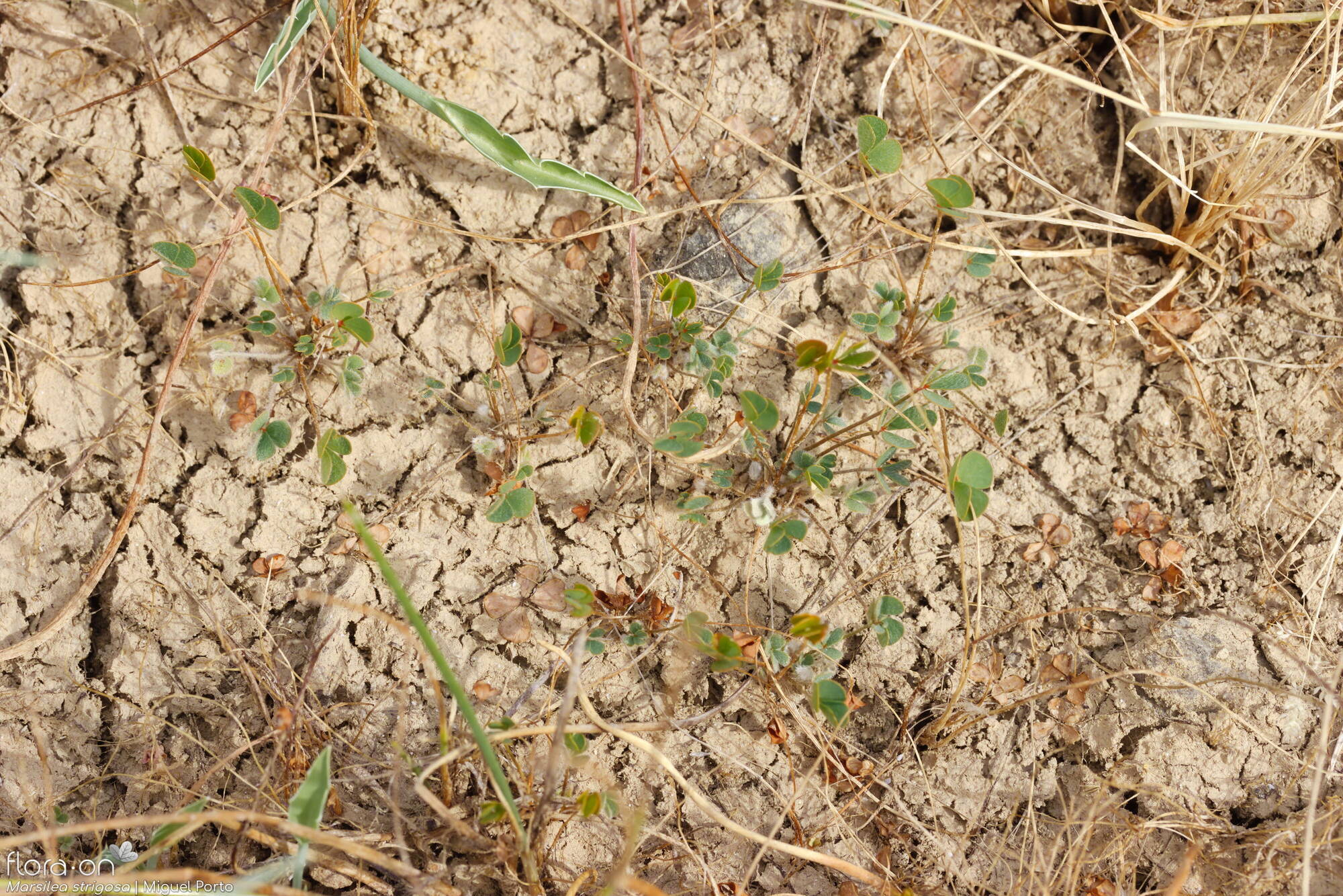 Marsilea strigosa - Hábito | Miguel Porto; CC BY-NC 4.0