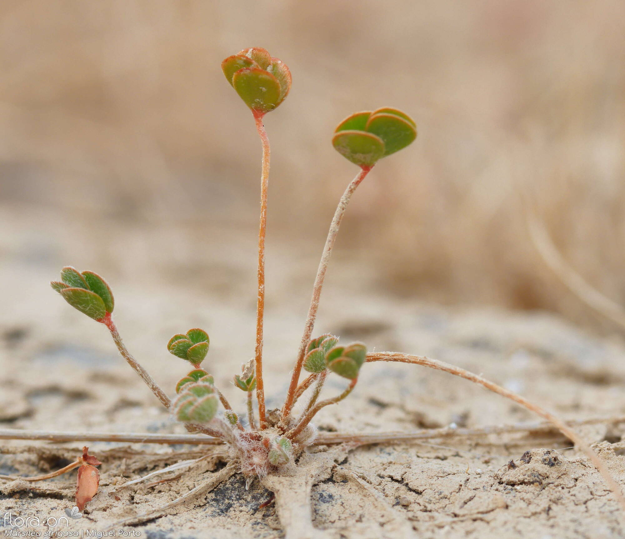 Marsilea strigosa - Folha (geral) | Miguel Porto; CC BY-NC 4.0