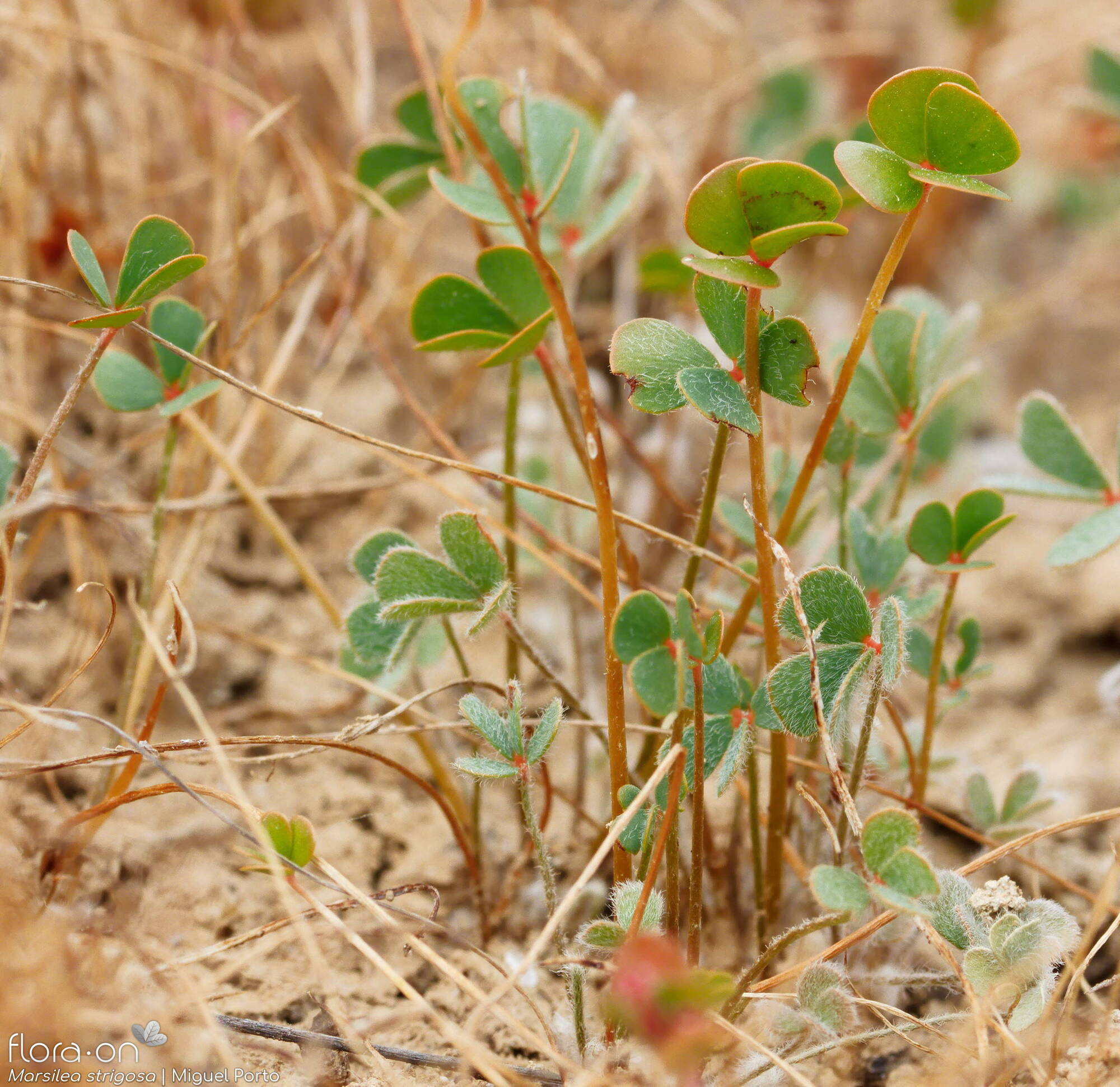 Marsilea strigosa - Hábito | Miguel Porto; CC BY-NC 4.0