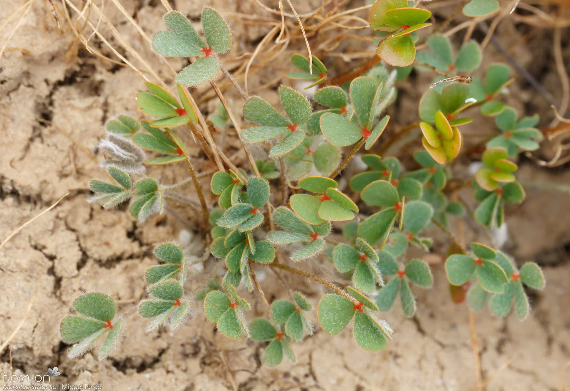 Marsilea strigosa - Folha (geral) | Miguel Porto; CC BY-NC 4.0