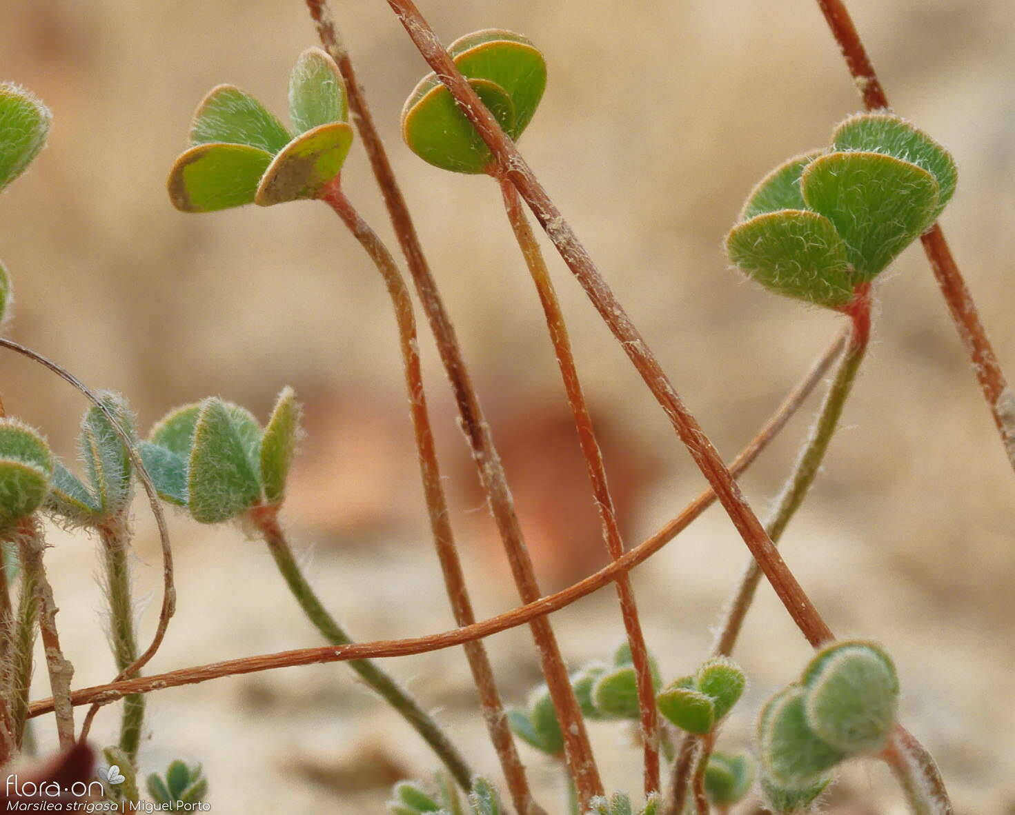 Marsilea strigosa - Folha (geral) | Miguel Porto; CC BY-NC 4.0