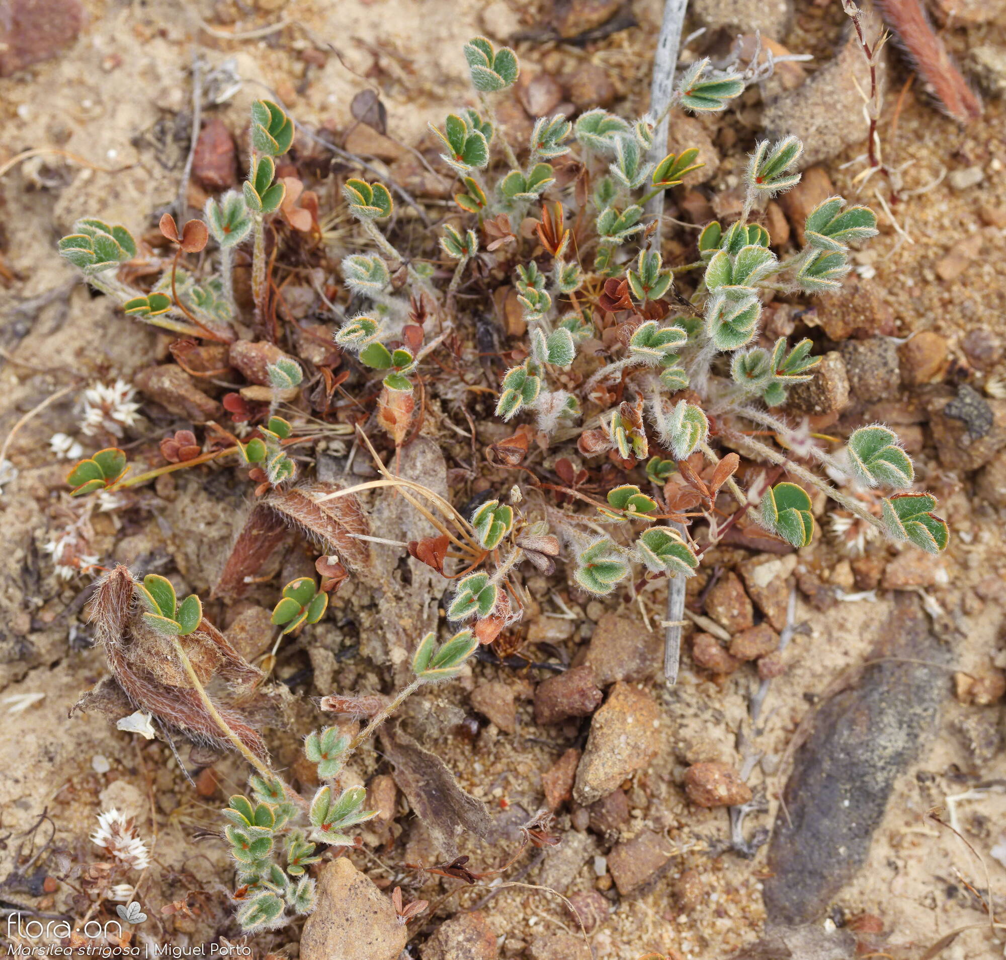 Marsilea strigosa - Hábito | Miguel Porto; CC BY-NC 4.0