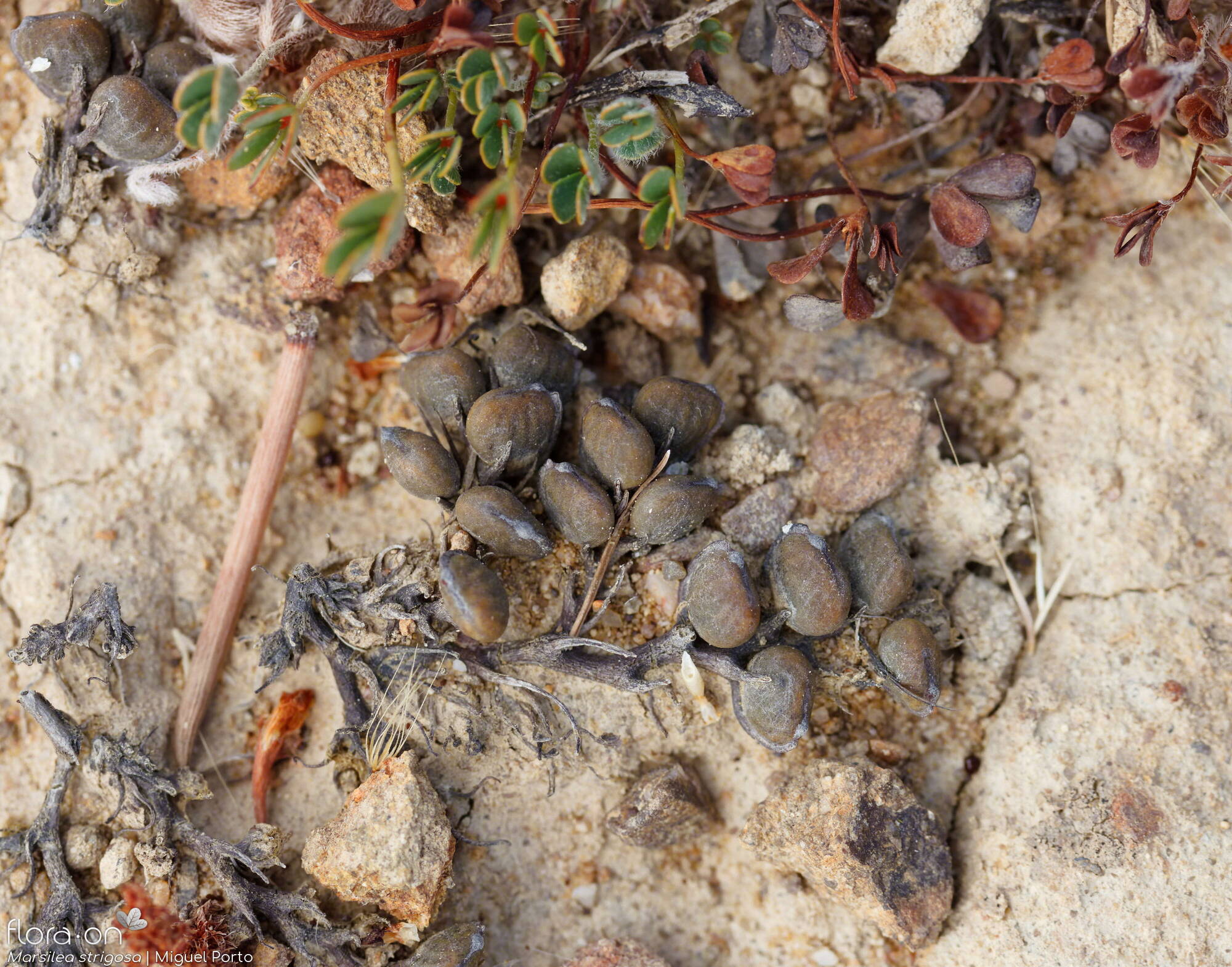 Marsilea strigosa - Estruturas reprodutoras | Miguel Porto; CC BY-NC 4.0