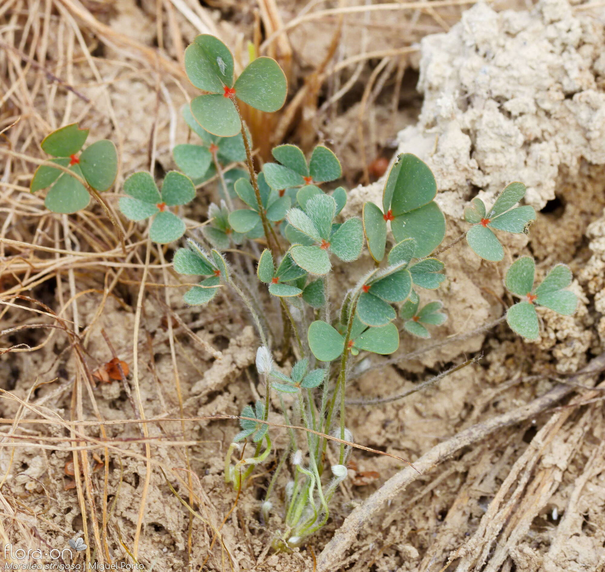 Marsilea strigosa - Folha (geral) | Miguel Porto; CC BY-NC 4.0