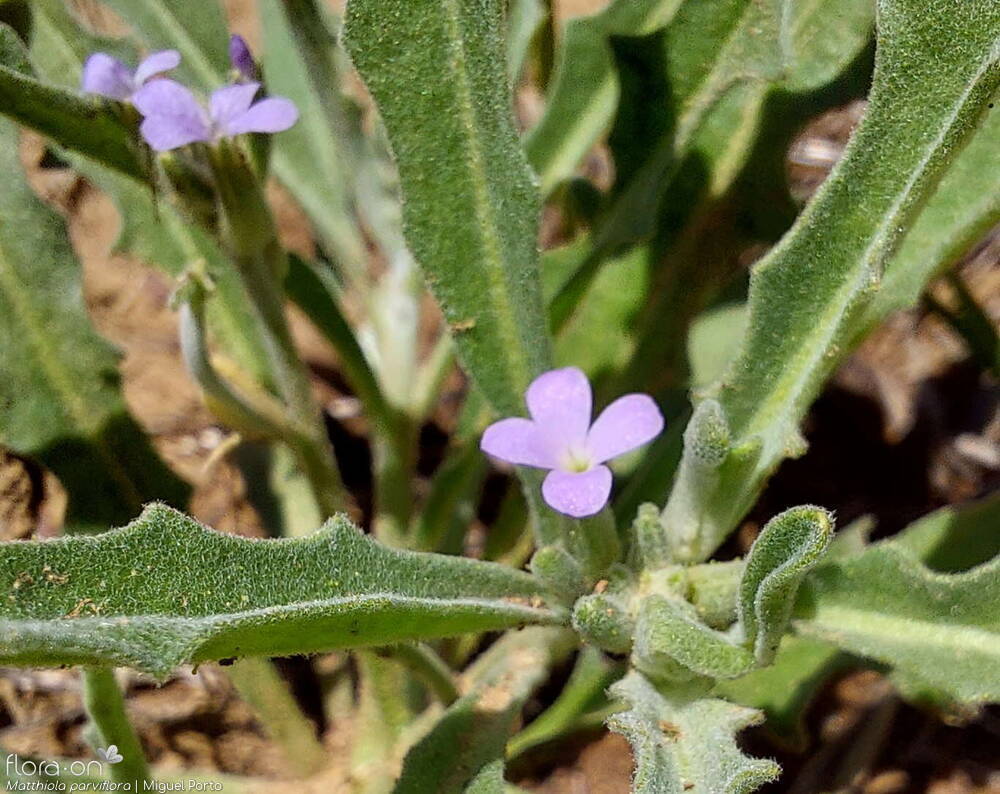 Matthiola parviflora