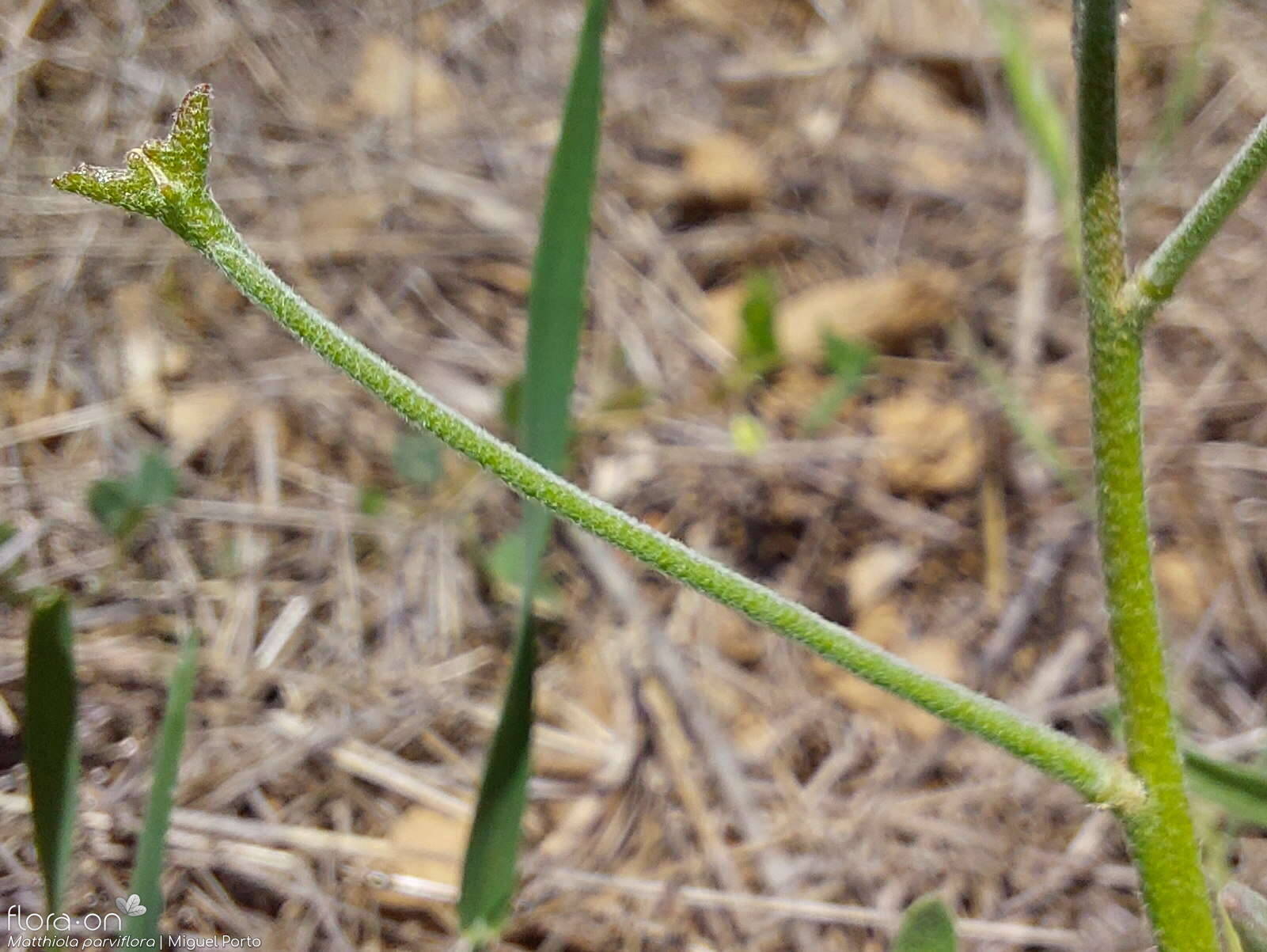 Matthiola parviflora - Fruto | Miguel Porto; CC BY-NC 4.0