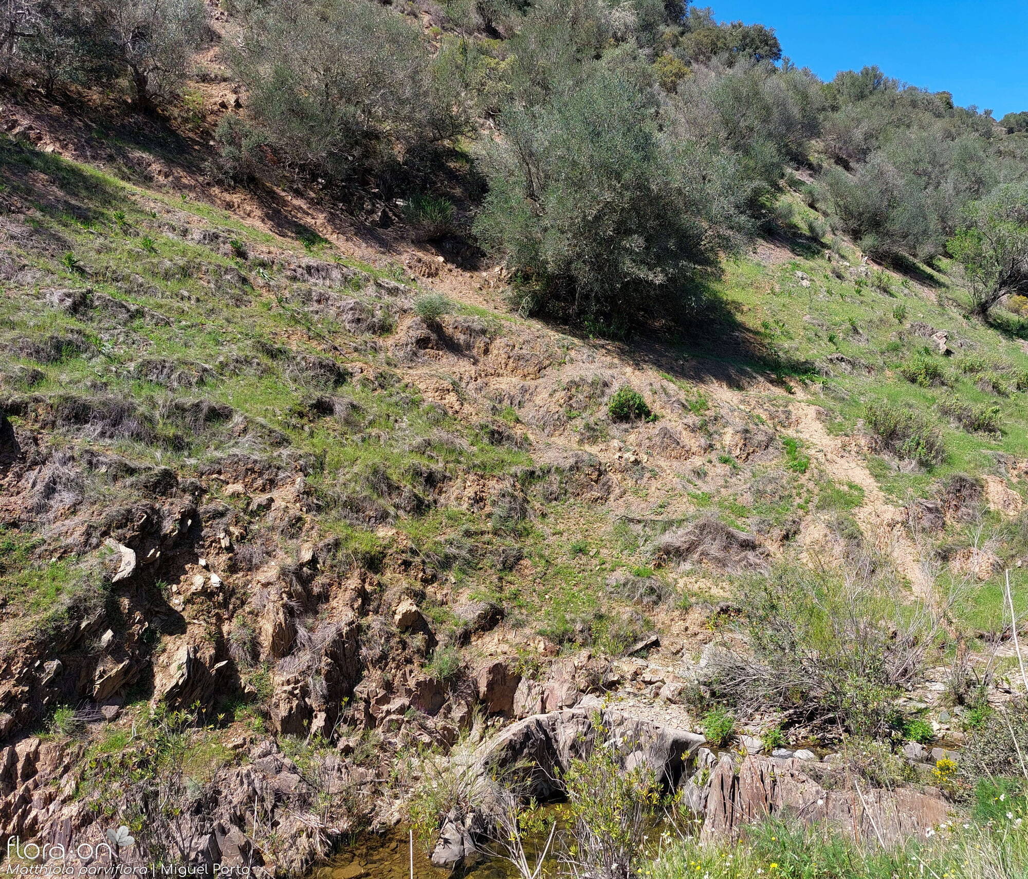 Matthiola parviflora - Habitat | Miguel Porto; CC BY-NC 4.0