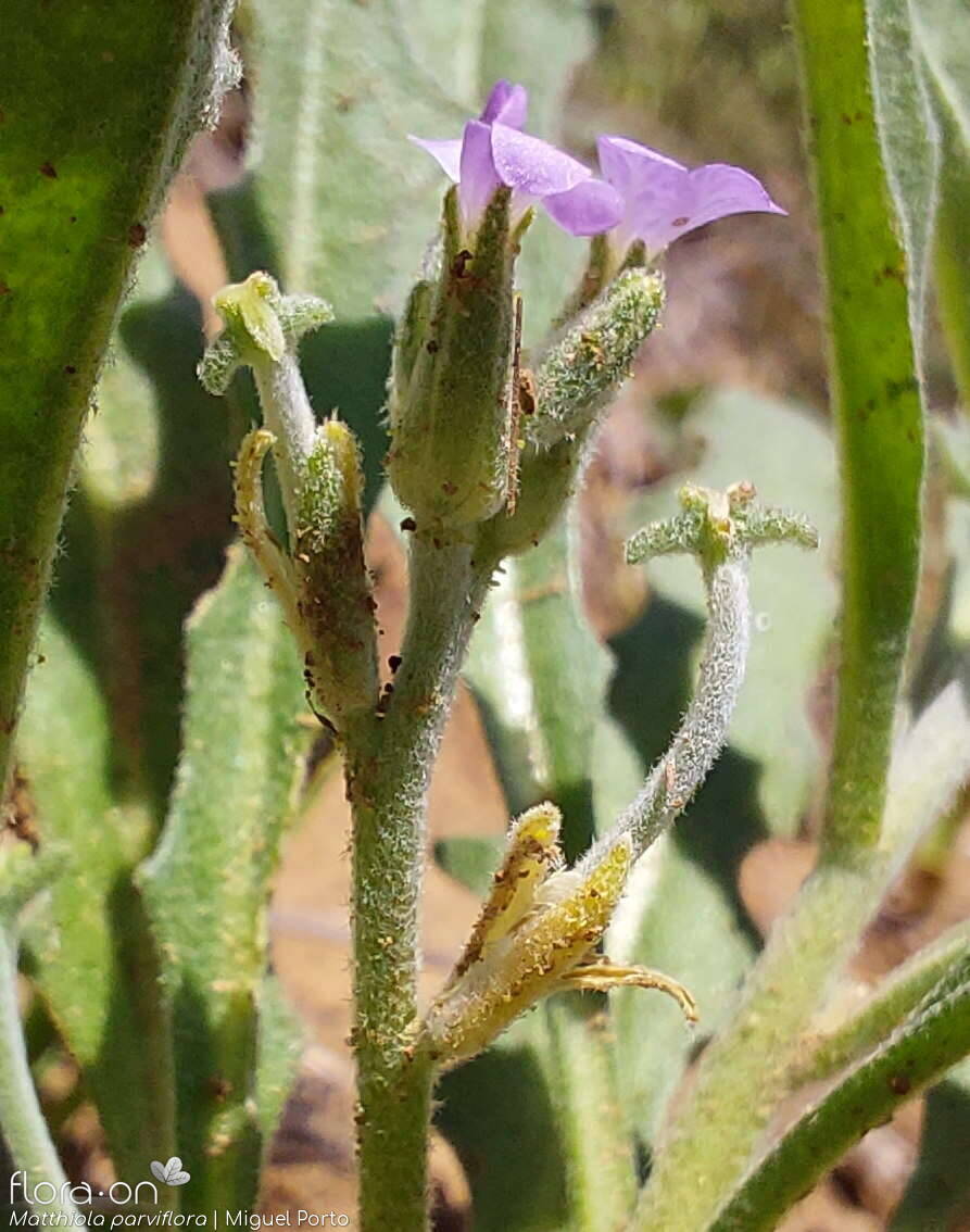 Matthiola parviflora - Flor (geral) | Miguel Porto; CC BY-NC 4.0