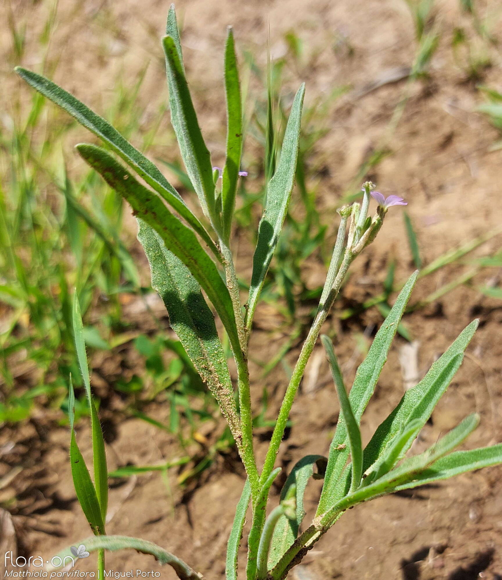 Matthiola parviflora - Folha (geral) | Miguel Porto; CC BY-NC 4.0