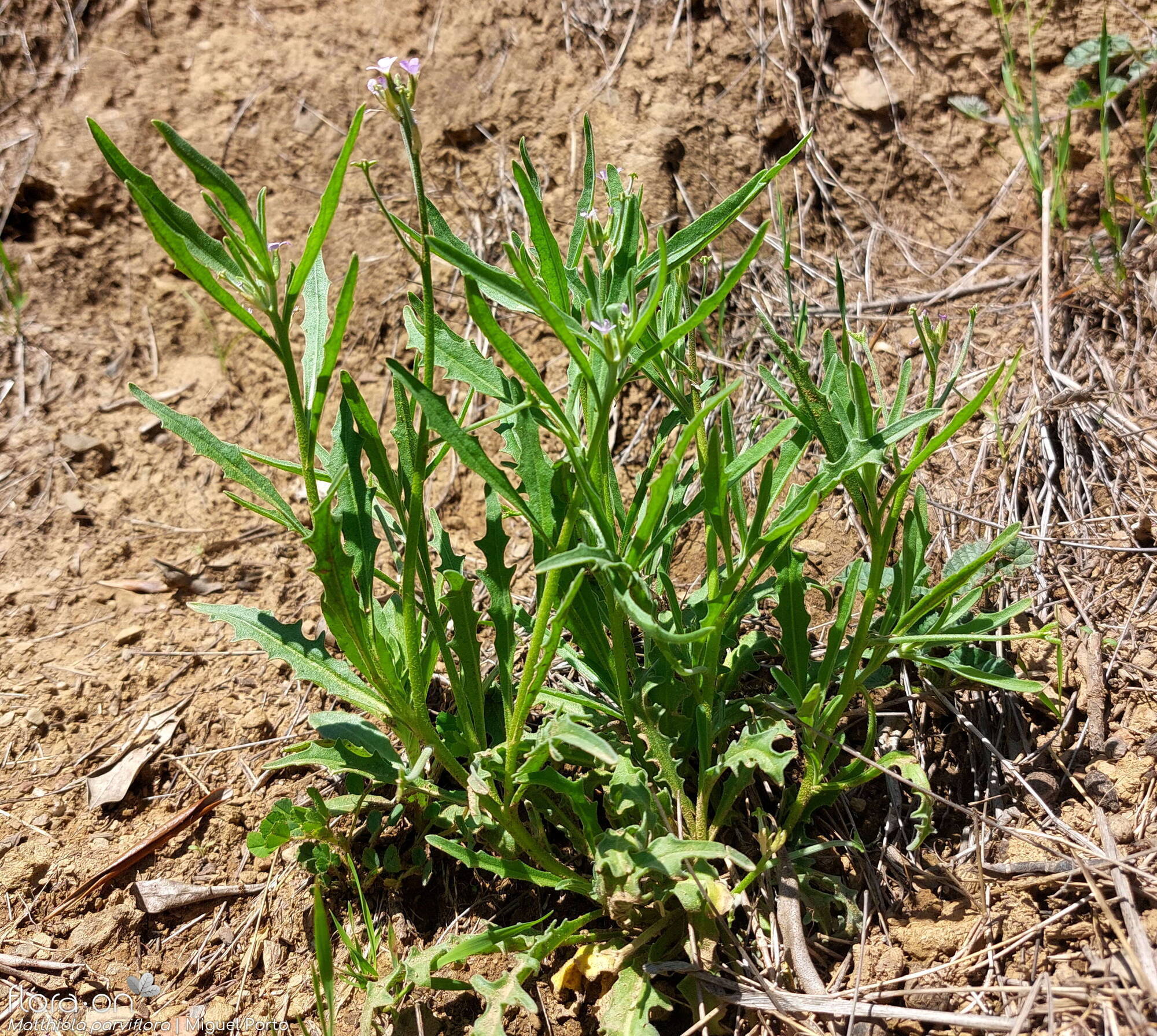 Matthiola parviflora - Hábito | Miguel Porto; CC BY-NC 4.0