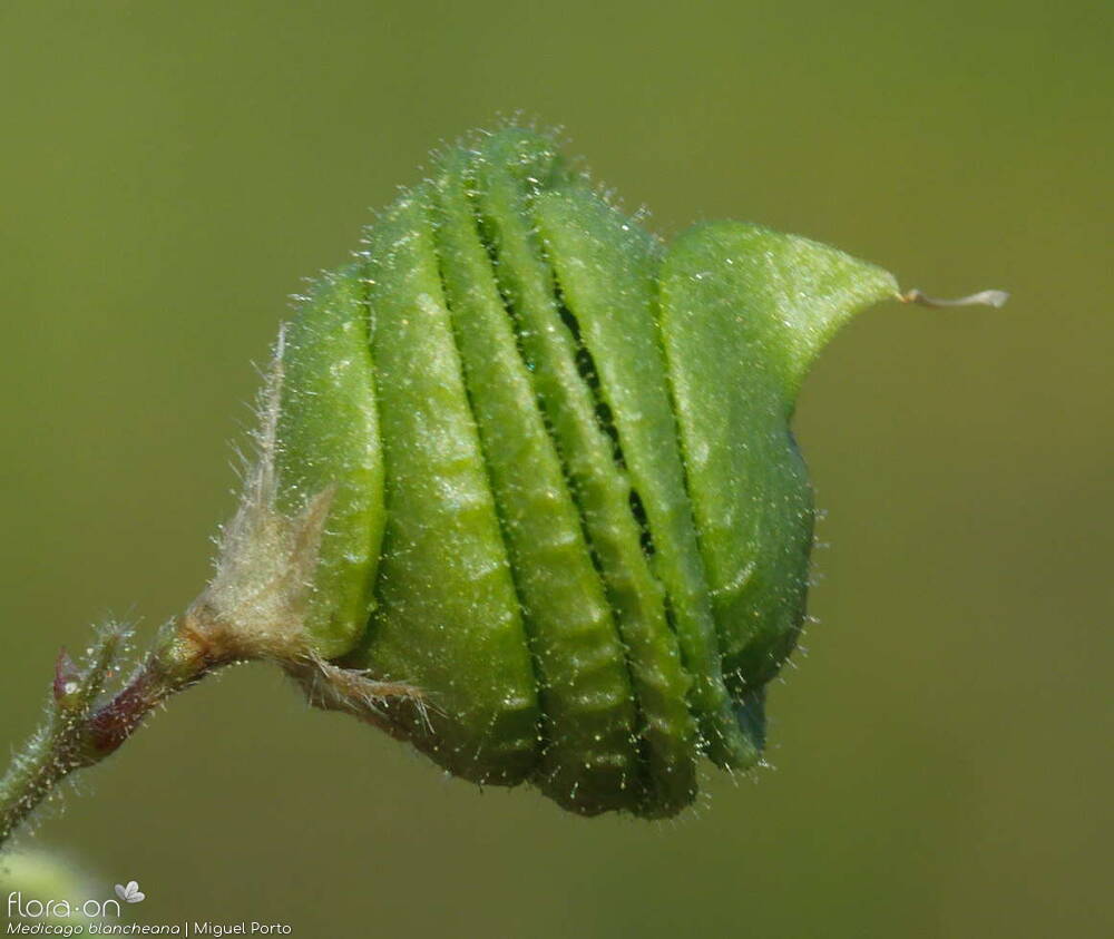 Medicago blancheana