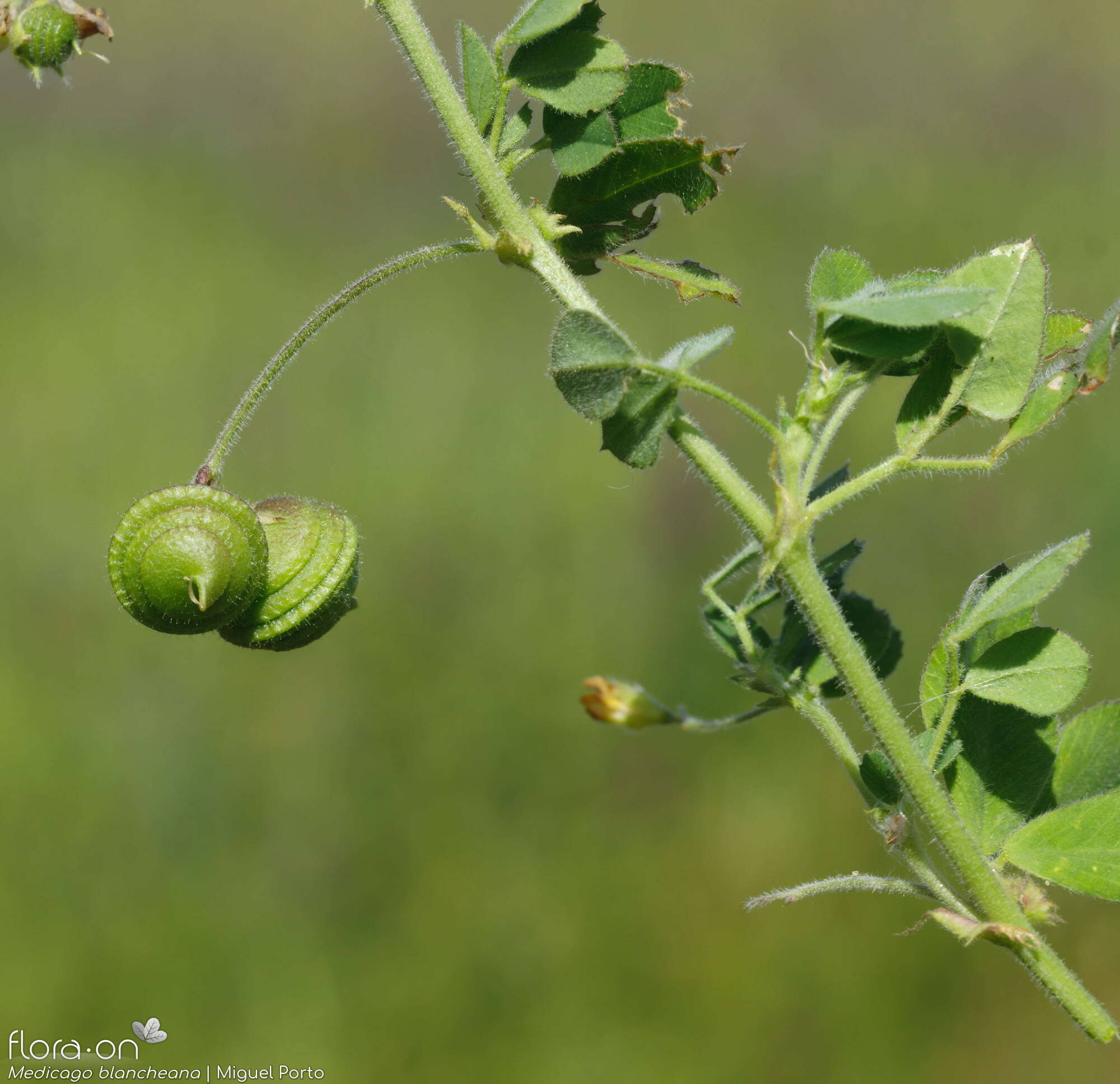 Medicago blancheana - Fruto | Miguel Porto; CC BY-NC 4.0