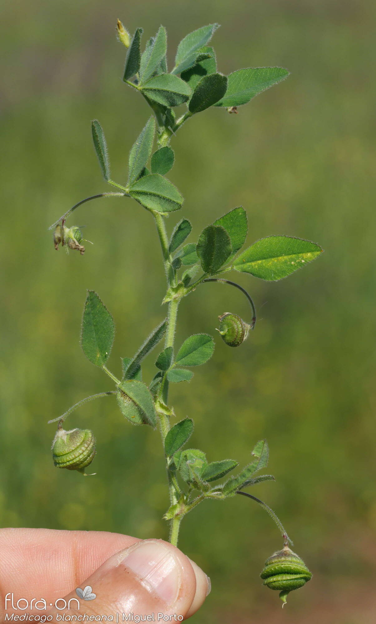 Medicago blancheana - Flor (geral) | Miguel Porto; CC BY-NC 4.0