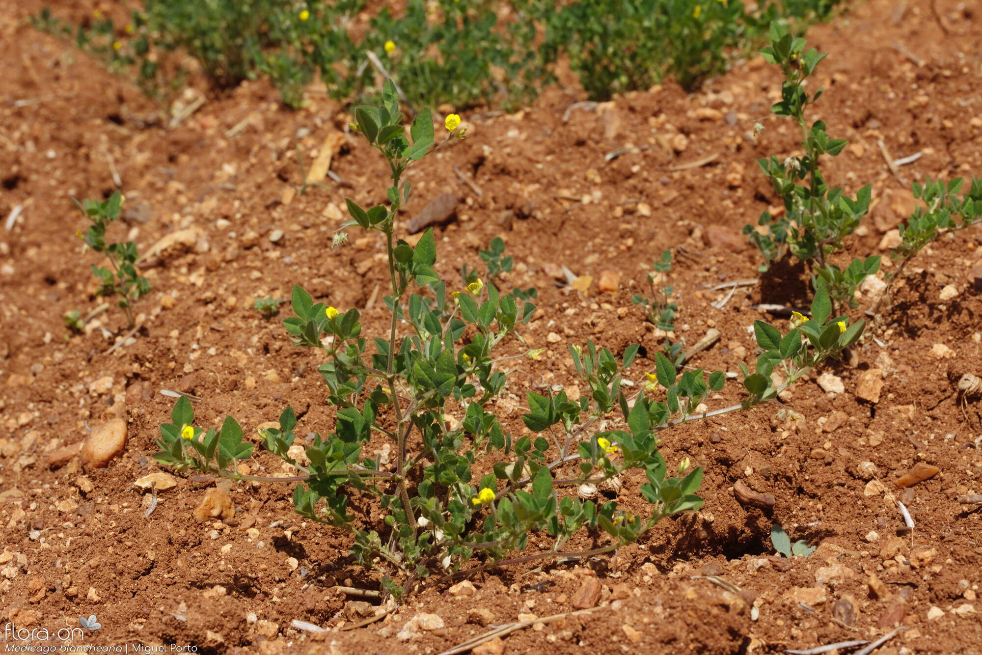 Medicago blancheana - Hábito | Miguel Porto; CC BY-NC 4.0