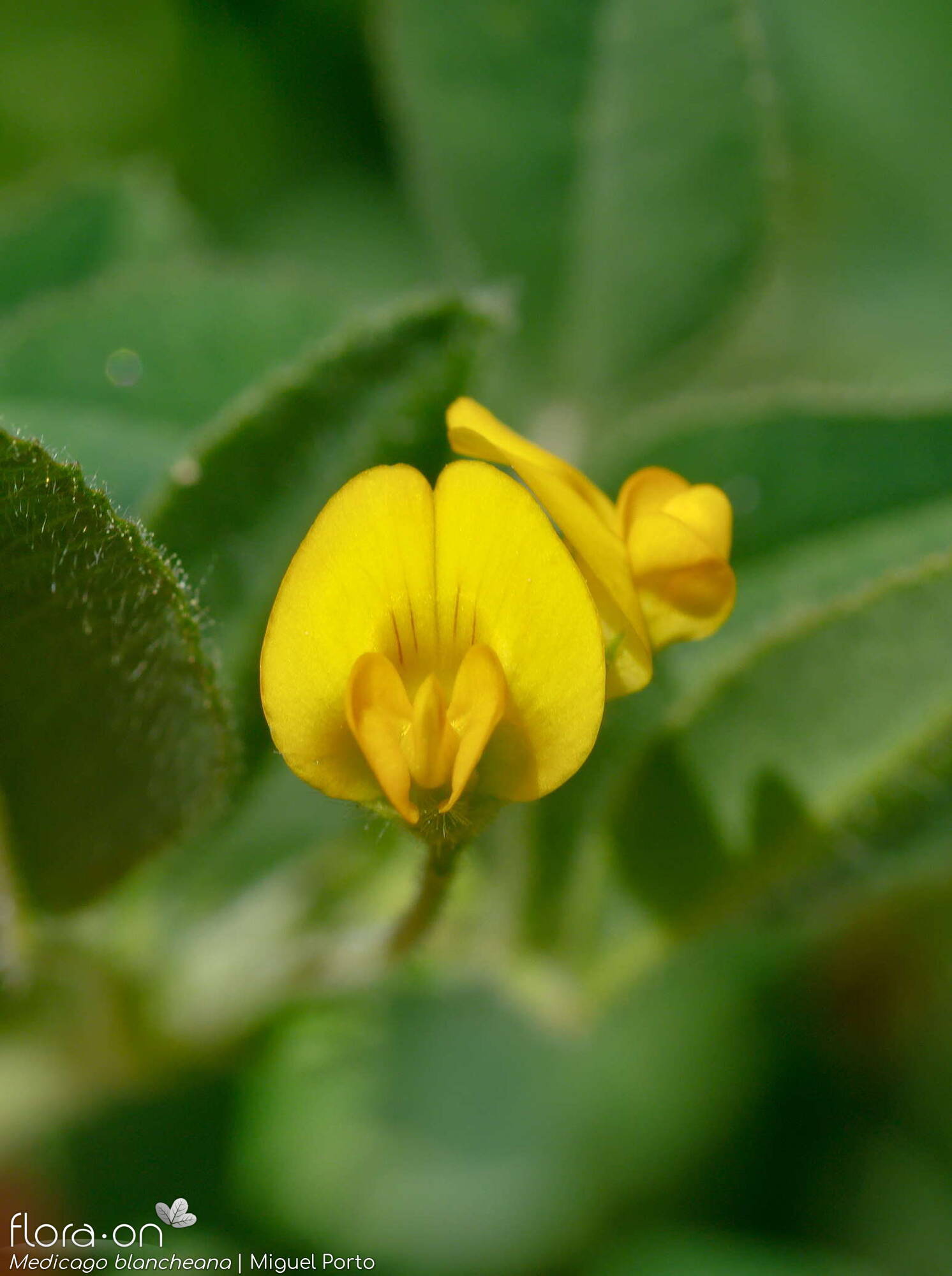 Medicago blancheana - Flor (close-up) | Miguel Porto; CC BY-NC 4.0