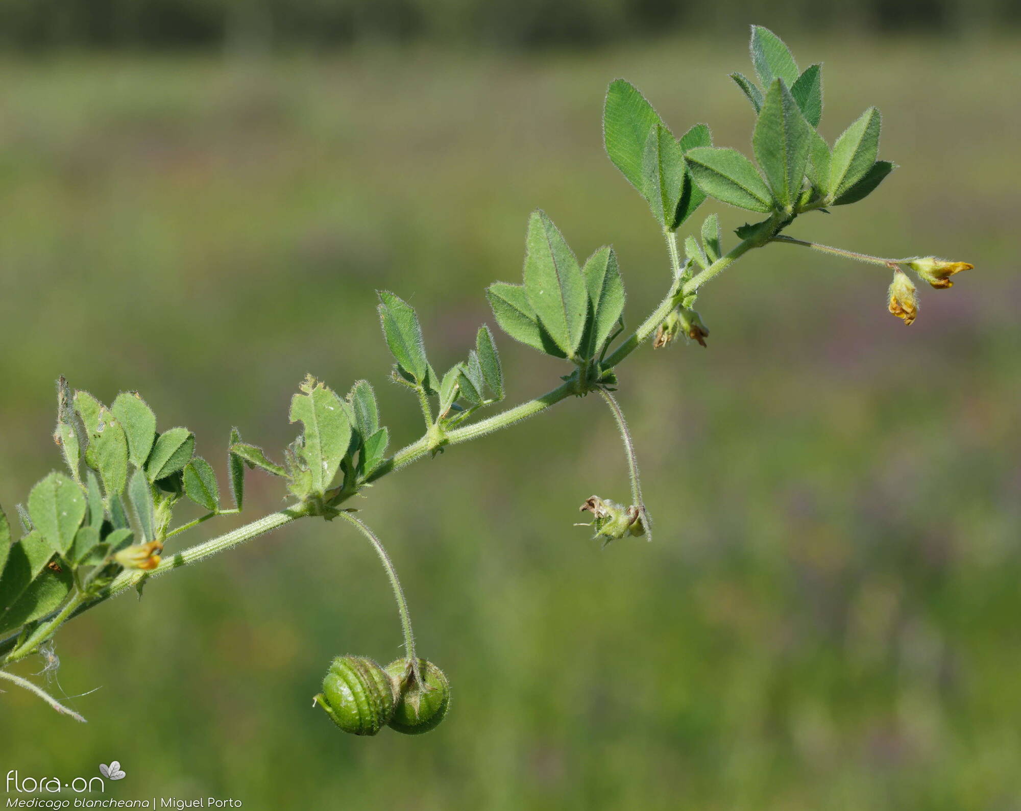 Medicago blancheana - Flor (geral) | Miguel Porto; CC BY-NC 4.0