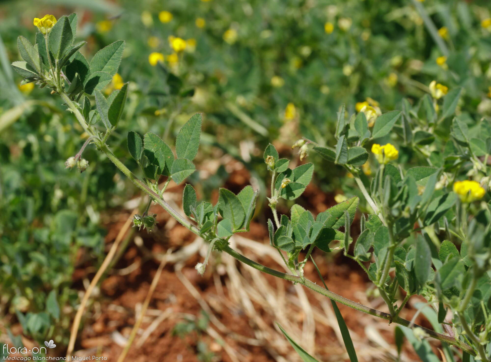 Medicago blancheana - Folha (geral) | Miguel Porto; CC BY-NC 4.0