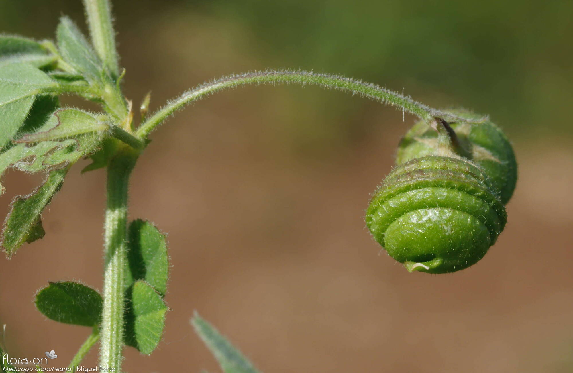 Medicago blancheana - Fruto | Miguel Porto; CC BY-NC 4.0