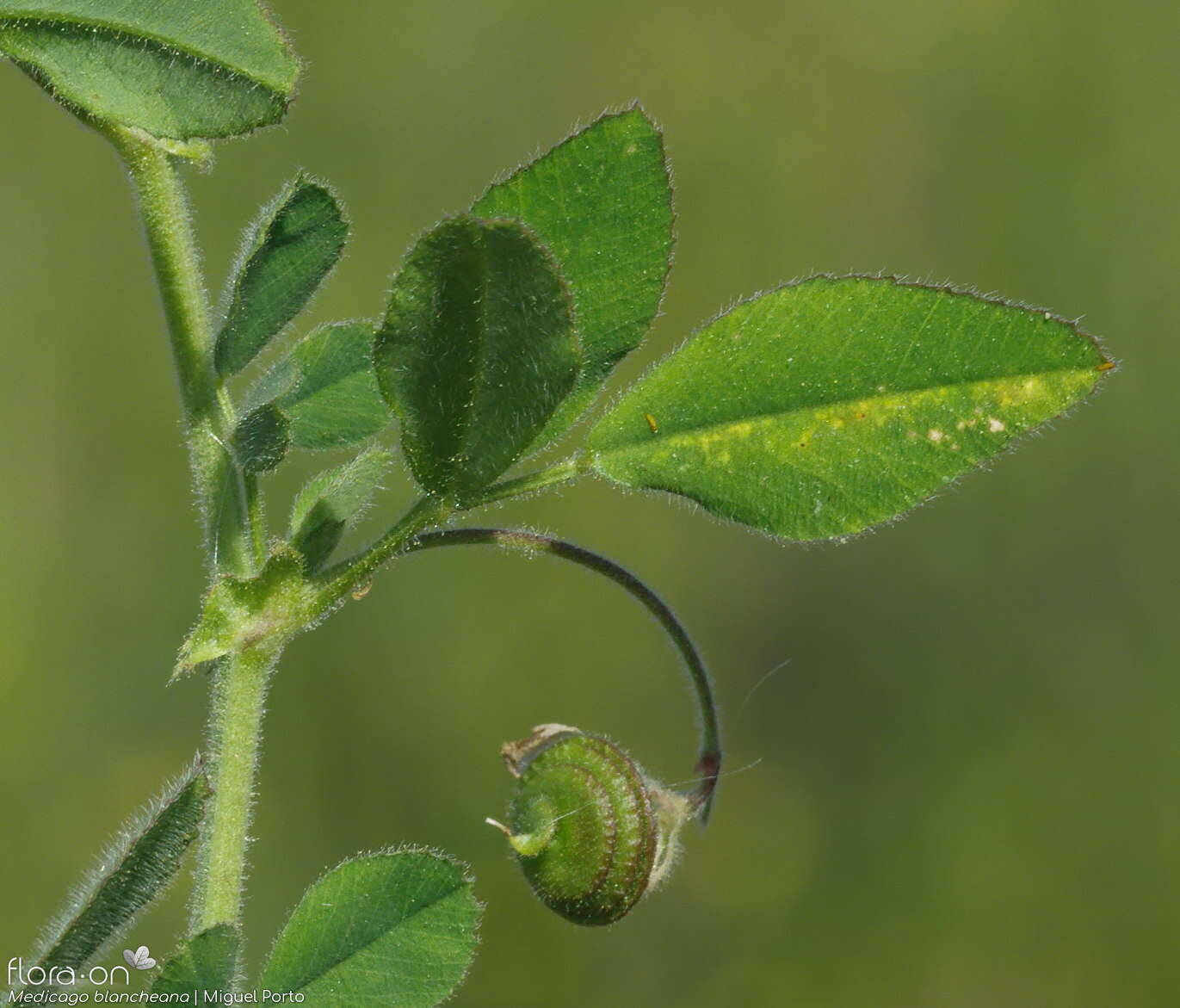 Medicago blancheana - Fruto | Miguel Porto; CC BY-NC 4.0