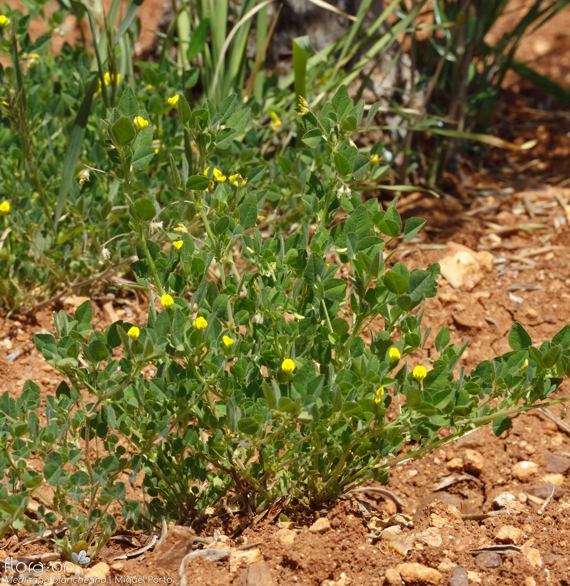 Medicago blancheana - Hábito | Miguel Porto; CC BY-NC 4.0