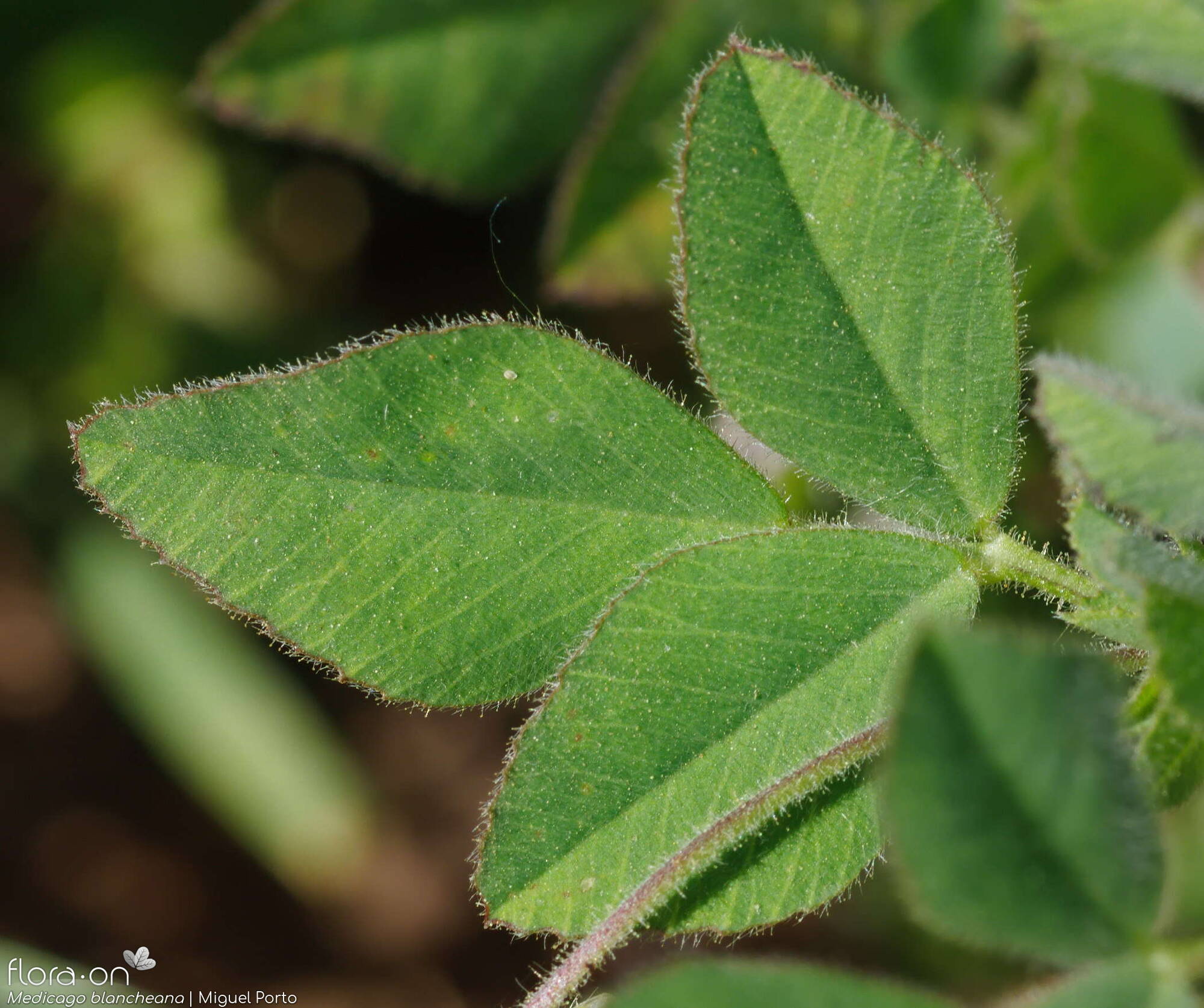 Medicago blancheana - Folha | Miguel Porto; CC BY-NC 4.0