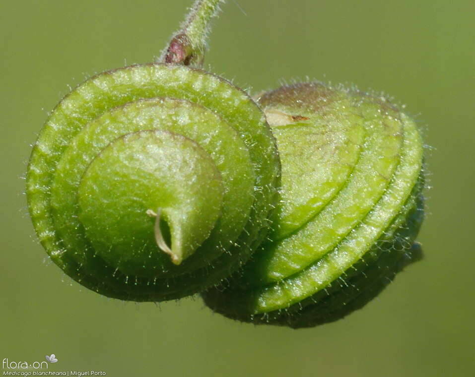 Medicago blancheana - Fruto | Miguel Porto; CC BY-NC 4.0