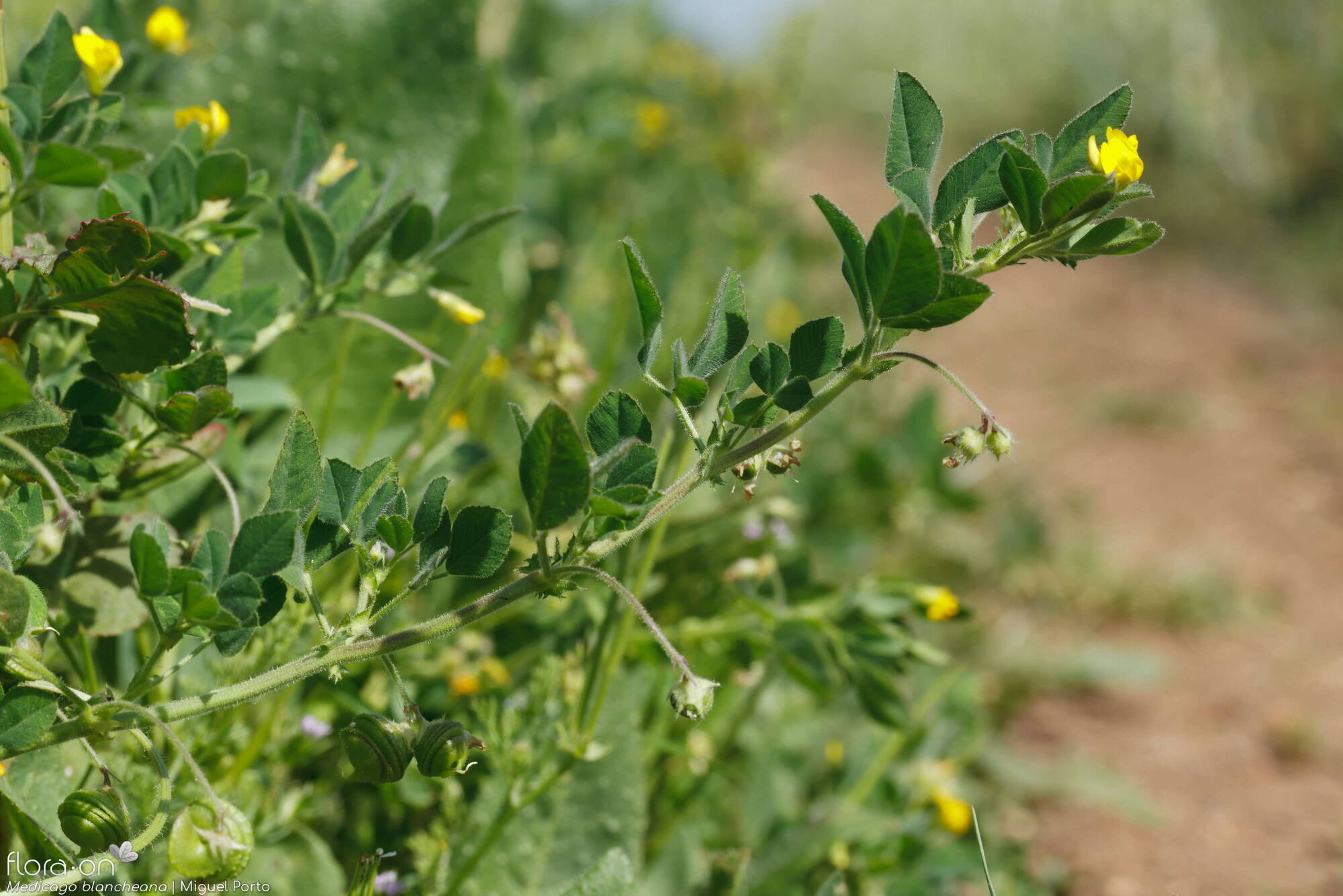 Medicago blancheana - Folha (geral) | Miguel Porto; CC BY-NC 4.0